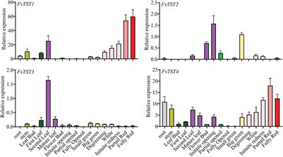 The Gene FvTST1 From Strawberry Modulates Endogenous Sugars Enhancing Plant Growth and Fruit Ripening